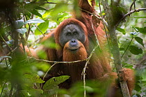 Tapanuli Orangutan (Pongo tapanuliensis) portrait of male, Batang Toru, North Sumatra, Indonesia. This is a newly identified species of orangutan, limited to the Batang Toru forests in North Sumatra i...