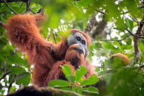 Tapanuli Orangutan (Pongo tapanuliensis) male,  Batang Toru, North Sumatra, Indonesia. This is a newly identified species of orangutan, limited to the Batang Toru forests in North Sumatra is with a po...