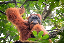 Tapanuli Orangutan (Pongo tapanuliensis) portrait of male,  Batang Toru, North Sumatra, Indonesia. This is a newly identified species of orangutan, limited to the Batang Toru forests in North Sumatra...
