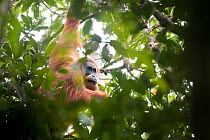 Tapanuli Orangutan (Pongo tapanuliensis) portrait of male,  Batang Toru, North Sumatra, Indonesia. This is a newly identified species of orangutan, limited to the Batang Toru forests in North Sumatra...
