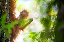 Tapanuli Orangutan (Pongo tapanuliensis) portrait, baby &#39;Bitang&#39; age two years, Batang Toru, North Sumatra, Indonesia. This is a newly identified species of orangutan, limited to the Batang To...
