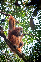 Tapanuli Orangutan (Pongo tapanuliensis) female with baby, Batang Toru, North Sumatra, Indonesia. This is a newly identified species of orangutan, limited to the Batang Toru forests in North Sumatra i...