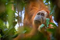 Tapanuli orangutan (Pongo tapanuliensis) portrait, Batang Toru, North Sumatra, Indonesia. This is a newly identified species of orangutan, limited to the Batang Toru forests in North Sumatra is with a...