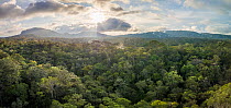 Batang Toru forests, North Sumatra, Indonesia.  This forest is home to a newly identified species of orangutan, the Tapanuli Orangutan (Pongo tapanuliensis) with a population of about 800 individuals.