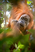 Tapanuli Orangutan (Pongo tapanuliensis) portrait, Batang Toru, North Sumatra, Indonesia. This is a newly identified species of orangutan,  limited to the Batang Toru forests in North Sumatra is with...