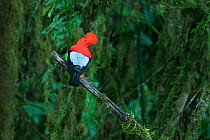 Andean cock of the rock (Rupicola peruviana sanguinolenta) adult male lekking, Mindo,  Ecuador