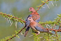 Laughing Dove (Streptopelia senegalensis) male and female,   perched among Acacia thorns. Lake Baringo,  Kenya