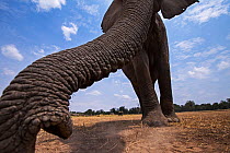 African elephant (Loxodonta africana) female matriarch approaching remote camera with curiosity - taken with a remote camera controlled by the photographer. Maasai Mara National Reserve, Kenya. July 2...