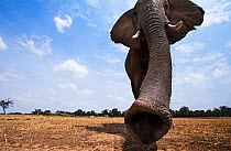 African elephant (Loxodonta africana) female matriarch approaching remote camera with curiosity   - taken with a remote camera controlled by the photographer. Maasai Mara National Reserve, Kenya. July...