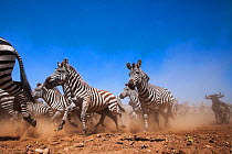 Common or plains zebra (Equus quagga burchelli) and Eastern White-bearded Wildebeest mixed herd on the move (Connochaetes taurinus) - taken with a remote camera controlled by the photographer. Maasai...