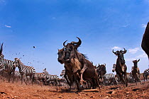 Common or plains zebra (Equus quagga burchelli) and Eastern White-bearded wildebeest (Connochaetes taurinus) mixed herd on the move. Taken with a remote camera controlled by the photographer. Maasai Mara National Reserve, Kenya. July.