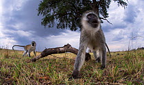 Vervet monkey (Cercopithecus aethiops) watching with curiosity. Taken with a remote camera controlled by the photographer. Maasai Mara National Reserve, Kenya. August.