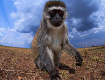 Vervet monkey (Cercopithecus aethiops) approaching remote camera with curiosity. Taken with a remote camera controlled by the photographer. Maasai Mara National Reserve, Kenya. August.