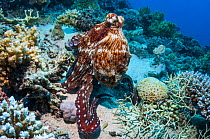 Day octopus (Octopus cyanea), Red Sea, Egypt. January.