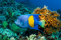 Yellowbar angelfish (Pomacanthus maculosus), Red Sea, Egypt. January.