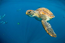 Green turtle (Chelonia mydas] swimming in open ocean, Andaman Sea, Thailand. April.