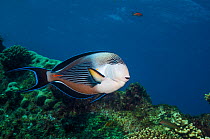 Sohal surgeonfish (Acanthurus sohal), Red Sea, Egypt. January.