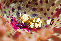 Anemone shrimp (Periclimenes brevicarpalis) inside an anemone, Lembeh Strait, North Sulawesi, Indonesia. December.