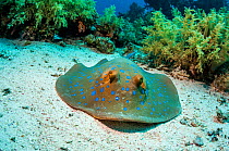 Bluespotted ribbontail ray (Taeniura lymna), Red Sea, Egypt. January.