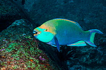 Greenthroat or Singapore parrotfish (Scarus prasiognathos), terminal male grazing on algae covered coral boulder,  Andaman Sea, Thailand. December.