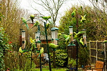 Rose-ringed / Ring-necked parakeet (Psittacula krameri) on bird feeders in urban garden, London, UK. January.