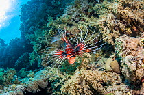 Clearfin / Radial lionfish (Pterois radiata) Egypt. Red Sea, January.