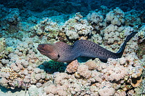Giant moray eel (Gymnothorax javaniucus) hunting over coral reef,  Red Sea, Egypt. January.