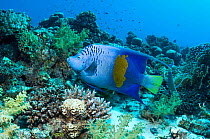 Yellowbar angelfish (Pomacanthus maculosus).  Red Sea, Egypt. January.
