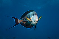 Sohal surgeonfish (Acanthurus sohal), Red Sea, Egypt. January.