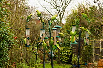 Rose-ringed or ring-necked parakeet (Psittacula krameri) on bird feeders in urban garden.  London, UK.