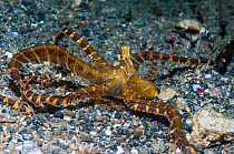 Wonderpus (Wunderpus photogenicus) or Long-armed octopus,  Lembeh Strait, North Sulawesi, Indonesia. December.