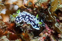 Nudibranch (Chromodoris geometrica), Lembeh Strait, North Sulawesi, Indonesia. December.