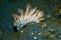Nudibranch (Phyllodesmium rudmani) which perfectly mimics Xenia soft coral polyps on which it feeds, Lembeh Strait, North Sulasesi, Indonesia. December.