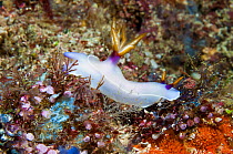 Nudibranch (Hypselodoris bullockii),  West Papua, Indonesia. March.