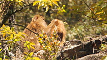 Two Arunachal macaques (Macaca Munzala) grooming each other, Arunachal Pradesh, India.