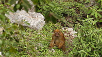 Arunachal macaque (Macaca Munzala) feeding, Arunachal Pradesh, India.