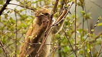 Juvenile Arunachal macaque (Macaca Munzala) eating leaves, Arunachal Pradesh, India.