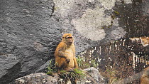 Arunachal macaque (Macaca Munzala) feeding, sitting on a rock ledge, Arunachal Pradesh, India.