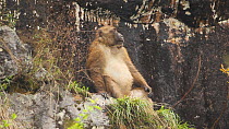 Arunachal macaque (Macaca Munzala) sitting on a rock ledge, Arunachal Pradesh, India.