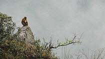 Wide angle shot of an Arunachal macaque (Macaca Munzala) sitting on a rock, Arunachal Pradesh, India.