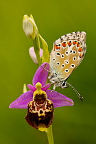 Common blue butterfly (Polyommatus icarus) on the Bee orchid (Ophrys demangei) Drome, France, May.