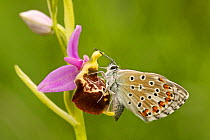 Common blue butterfly (Polyommatus icarus) on the Bee orchid (Ophrys demangei) Drome, France, May.