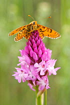 Spotted Fritillary butterfly (Melitaea didyma) resting on Pyramidal Orchid (Anacamptis pyramidalis) flower, Vaucluse, France, May.
