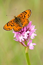 Spotted fritillary butterfly (Melitaea didyma) resting on Pyramidal orchid (Anacamptis pyramidalis) flower, Vaucluse, France, May.