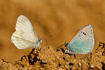 Green-underside blue butterfly (Glaucopsyche alexis) and Wood white butterfly (Leptidea sinapis) puddling, Grands Causses Regional Natural Park, France, May.