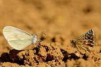 Oberthur's grizzled skipper (Pygrus armoricanus) and Wood white butterfly (Leptidea sinapis) puddling, Grands Causses Regional Natural Park, France, May.