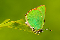 Green hairstreak butterfly (Callophrys rubi), Grands Causses Regional Natural Park, France, May.