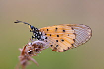 Acrea butterfly (Acraea mahela) Atsinanana, Andringitra National Park, Madagascar, November. Endemic.
