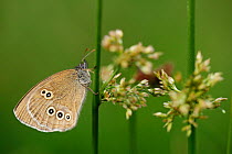 Ringlet butterfly (Aphantopus hyperantus), Auvergne Volcanoes Regional Park, France, July.