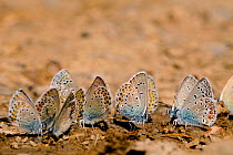 Northern blue butterfly (Plebejus idas) and Eros blue butterflies (Polyommatus eros) puddling, Hautes-Alpes, France, July.